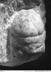 Historisches Foto von Gastrodorus sp. (NHMW-AFW-GEO-BACHMAYER-FOTO-1990-0041-1480)